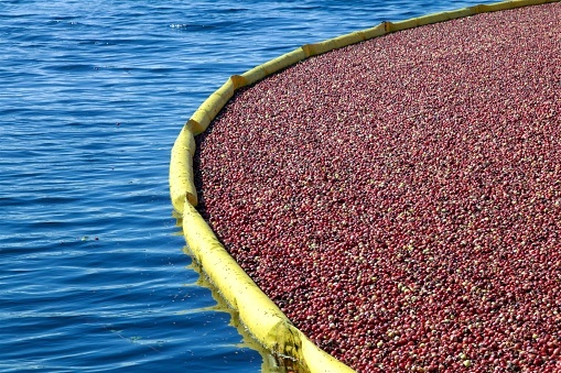 Plastic containment booms, similar to those used to contain oil spills are used in the wet-harvest of cranberries.